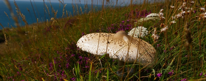 A parasol mushroom along the coastal path of south Devon