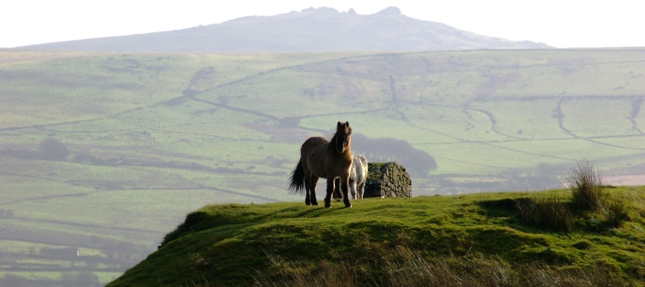 A Dartmoor pony, now in her winter coat and ready for everything the weather on the moor can bring.