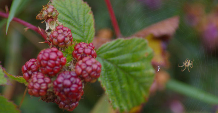 Blackberries starting to ripen and spiders are building their webs in preparation for the big cranefly emergence.