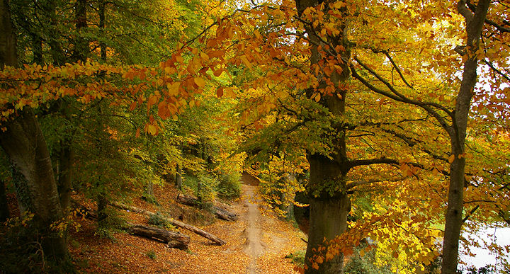 Autumn colour in the Otter Valley, Devon.
