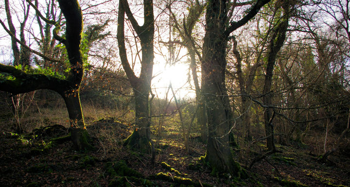 Late afternoon winter sunshine in an Otter Valley wood.